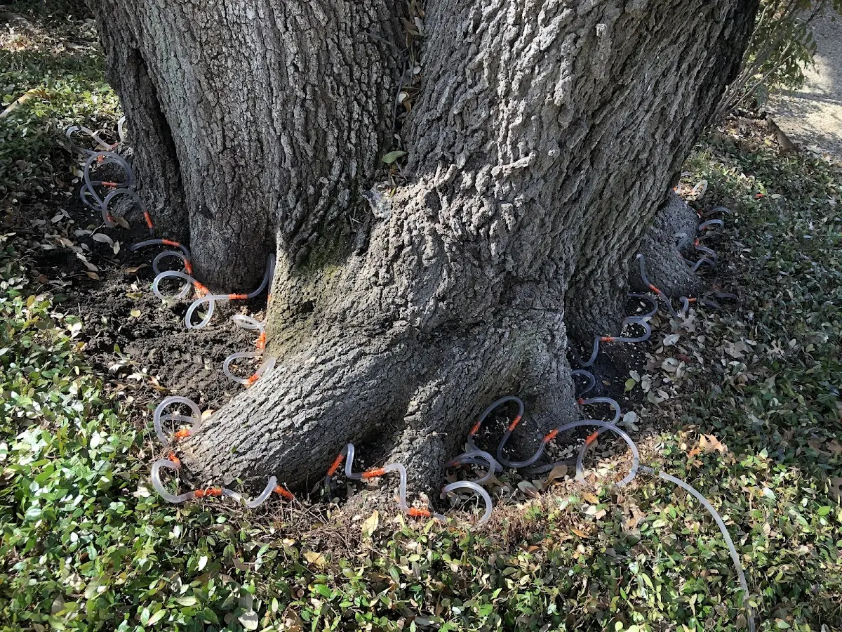 Detailed Shrub and Hedge Trimming job site in Campus