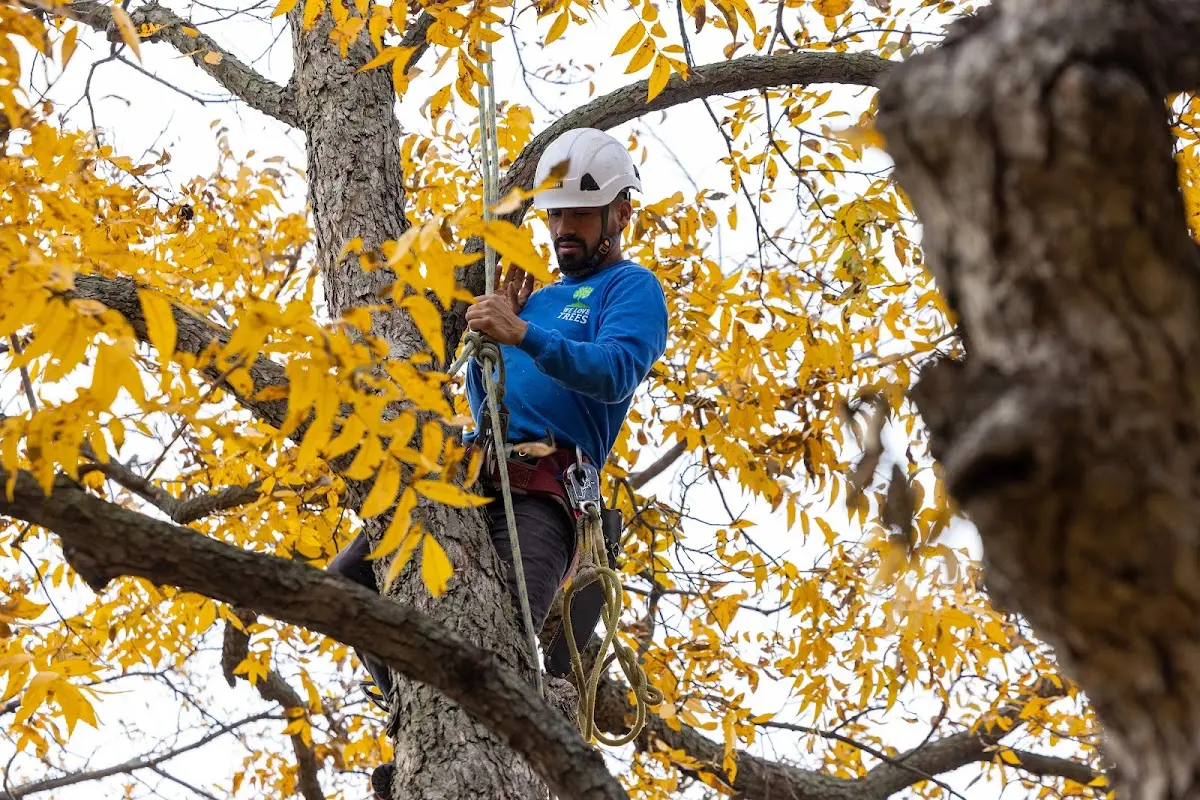 Skilled Tree Transplanting crew working in Campus